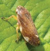 Attēlu rezultāti vaicājumam “Philaenus spumarius nymph”