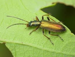 Attēlu rezultāti vaicājumam “Chrysanthia geniculata”