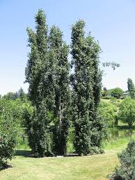 Attēlu rezultāti vaicājumam “Populus tremula”