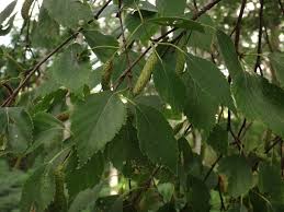 Attēlu rezultāti vaicājumam “Betula pubescens leaf”