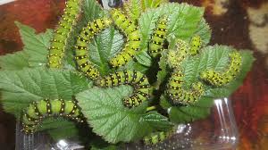 Attēlu rezultāti vaicājumam “Saturnia pavonia eggs”