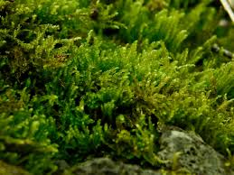 Attēlu rezultāti vaicājumam “Eurhynchiastrum pulchellum”