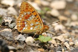 Attēlu rezultāti vaicājumam “Argynnis adippe”