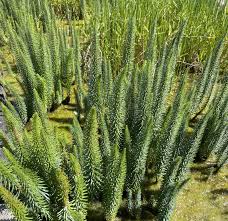 Attēlu rezultāti vaicājumam “Hippuris vulgaris leaf”