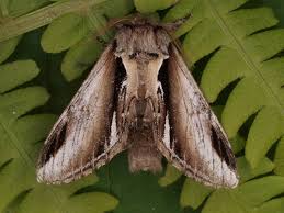 Attēlu rezultāti vaicājumam “Pheosia gnoma male”