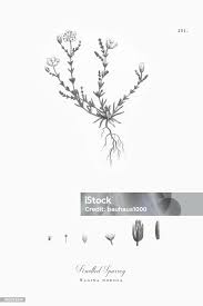 Attēlu rezultāti vaicājumam “Sagina nodosa”