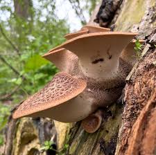 Attēlu rezultāti vaicājumam “Polyporus squamosus”