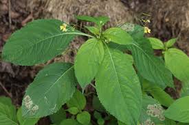 Attēlu rezultāti vaicājumam “Impatiens parviflora”