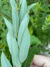 Attēlu rezultāti vaicājumam “Salix triandra leaf”