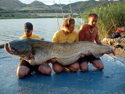 Image result for Silurus glanis