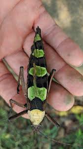 Attēlu rezultāti vaicājumam “Tettigoniodea”