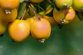 Attēlu rezultāti vaicājumam “Malus baccata fruit”