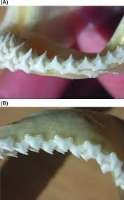 Image result for Mustelus palumbes