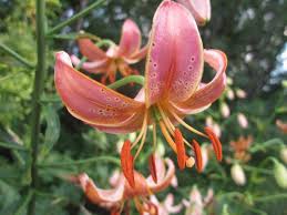 Image result for Lilium martagon `Manitoba Fox`