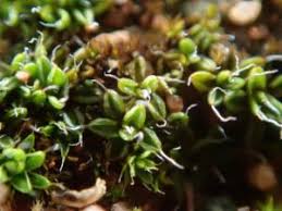 Attēlu rezultāti vaicājumam “Aloina rigida”