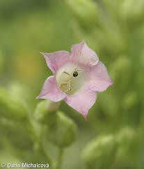 Attēlu rezultāti vaicājumam “Nicotiana tabacum fruit”