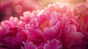 Image result for Pfingstrose