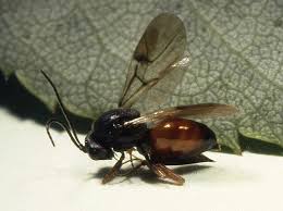 Attēlu rezultāti vaicājumam “Diplolepis bicolor”