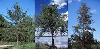 Attēlu rezultāti vaicājumam “Pinus banksiana”