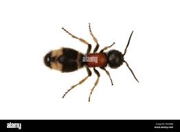 Attēlu rezultāti vaicājumam “Mutilla europaea”