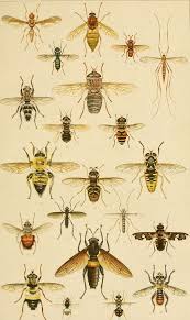 Attēlu rezultāti vaicājumam “Exoprosopa capucina”