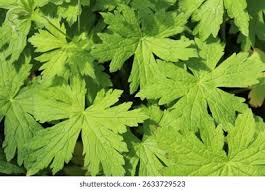 Attēlu rezultāti vaicājumam “Geranium sylvaticum leaf”