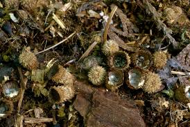 Attēlu rezultāti vaicājumam “Cyathus striatus”