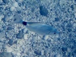 Image result for Oblada melanurus