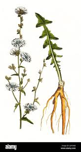 Image result for Zichorie