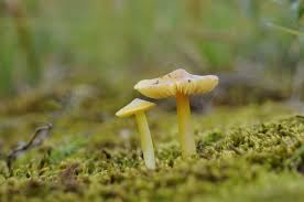 Attēlu rezultāti vaicājumam “Hygrocybe acutoconica”