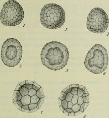 Attēlu rezultāti vaicājumam “Sphacelotheca hydropiperis”