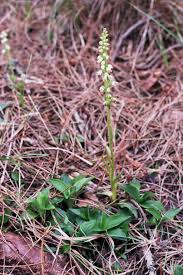 Attēlu rezultāti vaicājumam “Goodyera repens bud”
