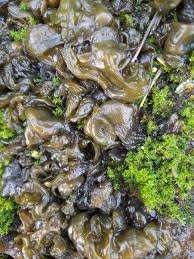 Attēlu rezultāti vaicājumam “Nostoc commune”