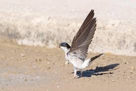 Attēlu rezultāti vaicājumam “Delichon urbicum”