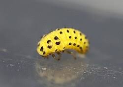 Attēlu rezultāti vaicājumam “Psyllobora vigintiduopunctata”