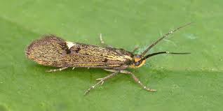 Attēlu rezultāti vaicājumam “Denisia similella”