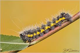 Attēlu rezultāti vaicājumam “Noctuidae”