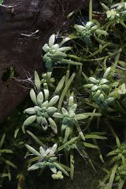 Attēlu rezultāti vaicājumam “Callitriche cophocarpa”