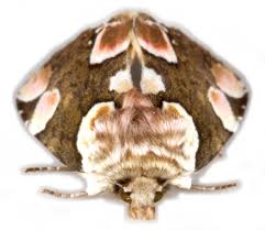 Attēlu rezultāti vaicājumam “Thyatira batis”