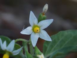 Attēlu rezultāti vaicājumam “Solanum nigrum flower”