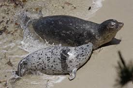 Image result for Phoca vitulina