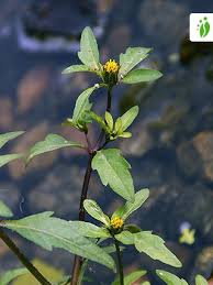 Attēlu rezultāti vaicājumam “Bidens tripartita flower”