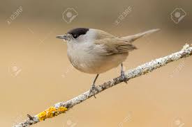 Attēlu rezultāti vaicājumam “Sylvia atricapilla”