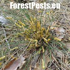 Attēlu rezultāti vaicājumam “Diprion pini male”