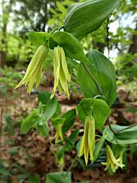 Attēlu rezultāti vaicājumam “Colchicaceae”