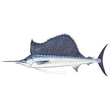 Image result for Istiophorus platypterus