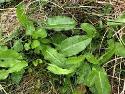 Attēlu rezultāti vaicājumam “Rumex acetosa leaf”