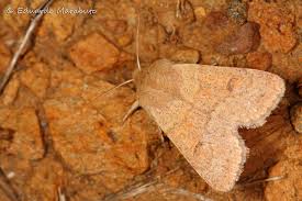 Attēlu rezultāti vaicājumam “Orthosia miniosa imago”