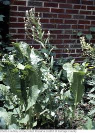 Attēlu rezultāti vaicājumam “Armoracia rusticana”