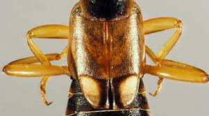 Attēlu rezultāti vaicājumam “Forficula auricularia”